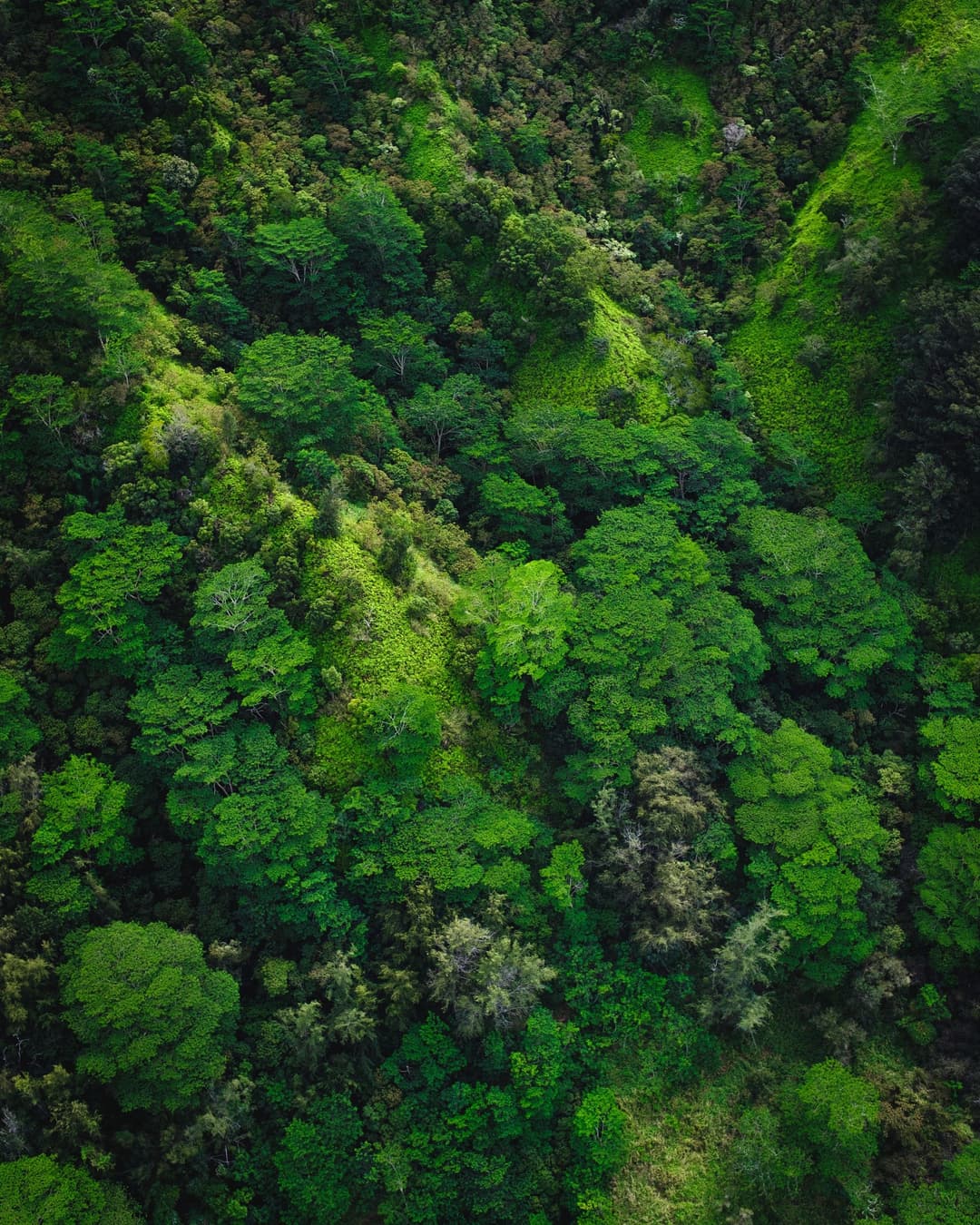 GEOTrees